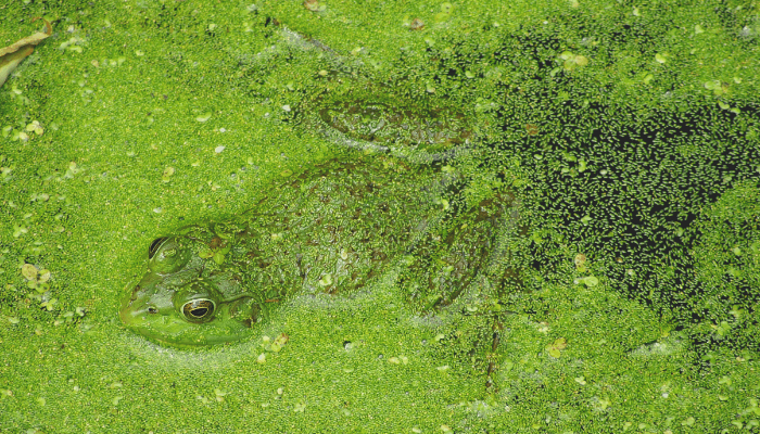 como limpar uma piscina com algas