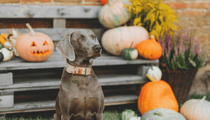gardening ideas with pallets