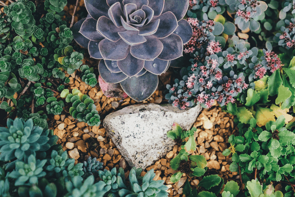 xerophytic plants