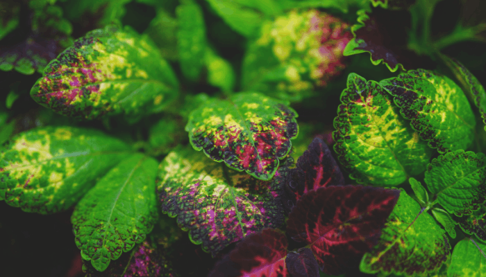 what is phytotoxicity