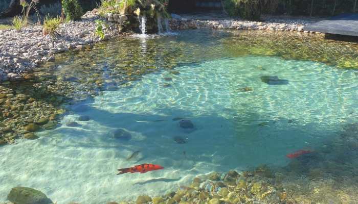 koi pond