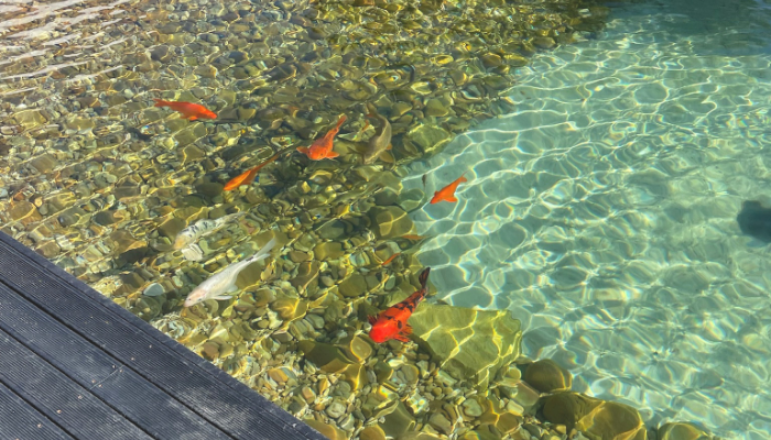 koi pond