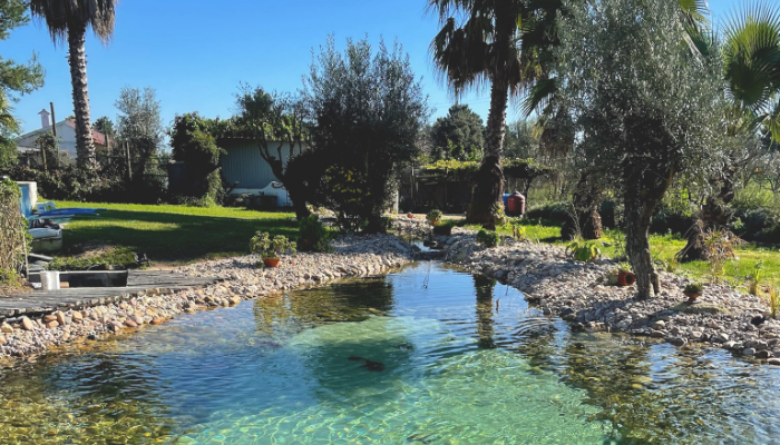 koi pond