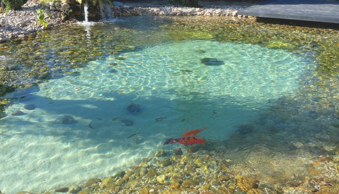koi pond