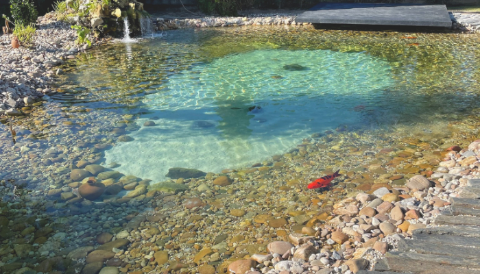 koi pond