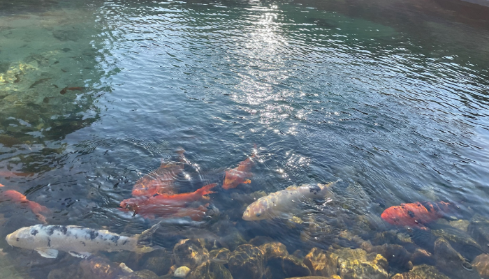 koi pond