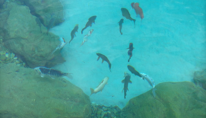 koi pond