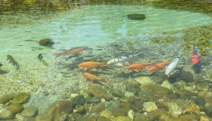 koi pond