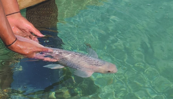 koi fish