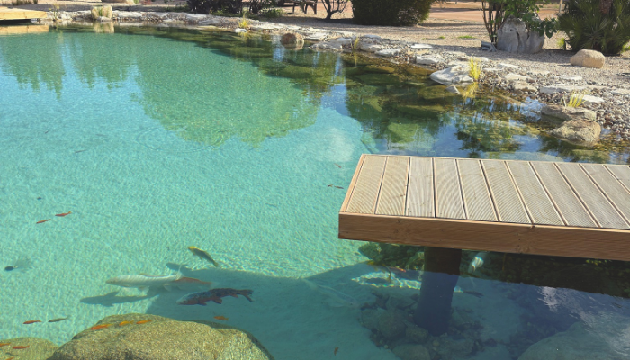 koi pond