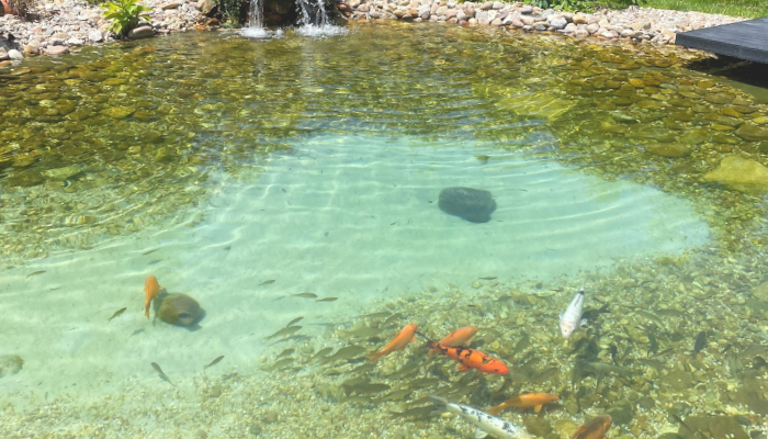 koi pond