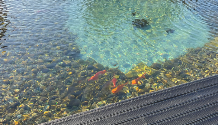 koi pond