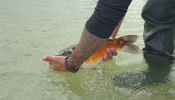 koi pond