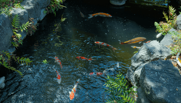 biological filters
