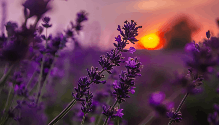 aromatic herb garden
