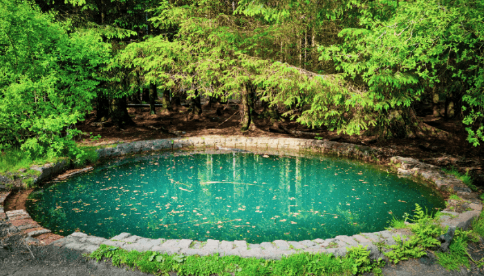 phytodepuration