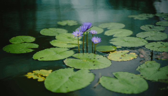 hydrophyte