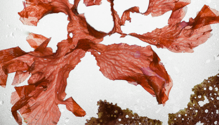 red algae in swimming pools
