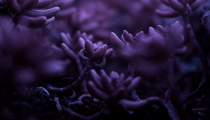 purple algae in swimming pool