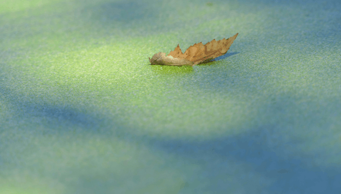 yellow algae in swimming pools