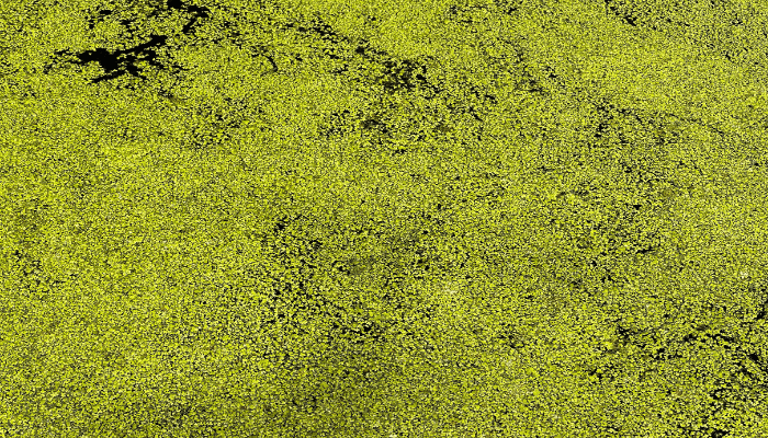why does algae grow in swimming pools